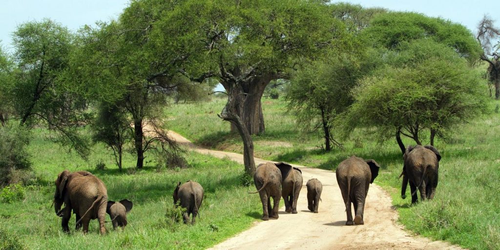 wildlife Adventure