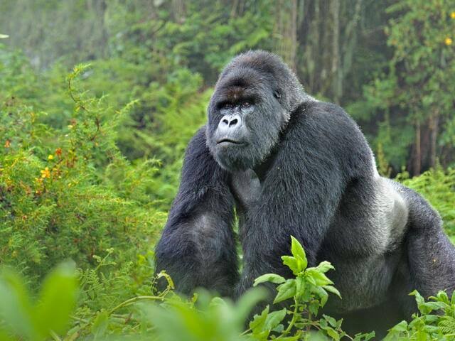 Gorilla tracking in Uganda